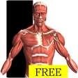 Icon of program: Visual Anatomy Free