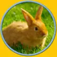 Icon of program: beautiful rabbits for all…