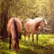 Icon of program: Horse HD Wallpapers Colle…