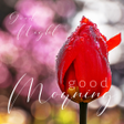 Icon of program: Good Morning