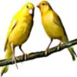 Icon of program: Canary Bird 's - Nature's…