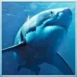 Icon of program: Wild Shark Revenge 2016