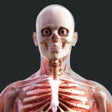 Icon of program: Human Anatomy 4D-Mixed Re…