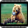 Icon of program: Documentaries wild animal…
