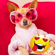 Icon of program: Funny Videos and animal v…