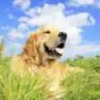 Icon of program: Dog Training Resources,Ar…