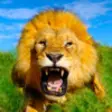 Icon of program: Wild Lion Simulator