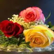Icon of program: Beautiful Flowers Roses G…