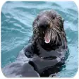 Icon of program: Sea Otter sounds