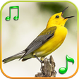 Icon of program: Birds Sounds Ringtones