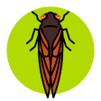 Icon of program: Cicada Safari