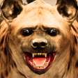 Icon of program: Ultimate Hyena Simulator
