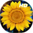 Icon of program: Sunflower Live Wallpapers…
