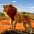Icon of program: The Lion