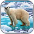 Icon of program: Polar Bear Video Wallpape…