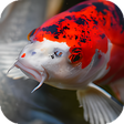Icono de programa: Japanese Koi Fish Wallpap…