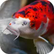 Icon of program: Japanese Koi Fish Wallpap…