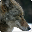 Icono de programa: Coyote Sounds Ringtones