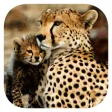 Icon of program: Stuarts African Mammals