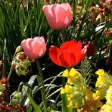 Icon of program: Spring Nature Live Wallpa…