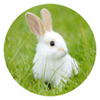 Icon of program: Rabbit breeding