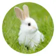 Icon of program: Rabbit breeding