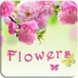 Icon of program: Flowers Frames Free