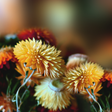 Icon of program: Autumn Flowers Live Wallp…