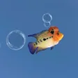 Icon of program: FishYI - Pet Fish Identif…