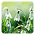 Icono de programa: Spring Flowers Live Wallp…