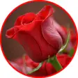 Icon of program: Flowers And Roses  Animat…