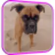 Icon of program: Funny Dog Video Live Wall…