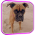 Icono de programa: Funny Dog Video Live Wall…