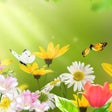 Icono de programa: Summer Charm Screensaver