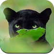 Icono de programa: Black Panther Wallpaper H…