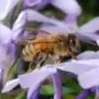 Icon of program: Honeybees!