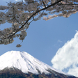 Icono de programa: Sakura Blossom Live Wallp…