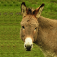 Icon of program: Appp.io - Donkey Sounds