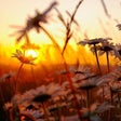 Icono de programa: Wildflowers