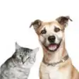 Icon of program: Dog cat animal cry laugh …