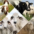 Icon of program: Veterinary Handbook for C…
