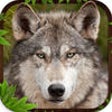Icon of program: Wolf Simulator 3D Game