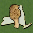 Icon of program: New York Mushroom Forager…