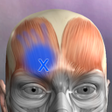Icono de programa: Learn Muscles: Anatomy