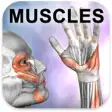 Icon of program: Learn Muscles: Anatomy