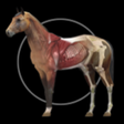 Icono de programa: Horse Anatomy: Equine 3D …