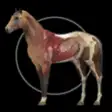 Icon of program: Horse Anatomy: Equine 3D …