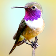 Icono de programa: Bahamas Bird Guide