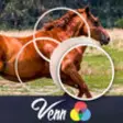 Icon of program: Venn Horses: Overlapping …