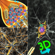 Icon of program: 3D Biology +